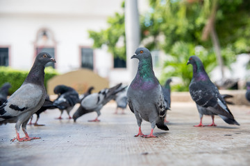 palomas en la plaza comiendo maiz 