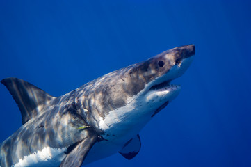 Naklejka premium Great White Sharks of Guadalupe.
