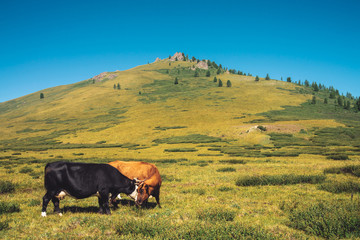 Cows graze in grassland in valley against wonderful giant mountains in sunny day. Agriculture, animal husbandry in highlands. Amazing sunny mountain landscape under blue clear sky.