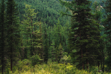 Coniferous forest in highlands. Pines on meadow against giant mountain with forest cover. Conifer trees on hill among rich vegetation. Amazing atmospheric landscape.