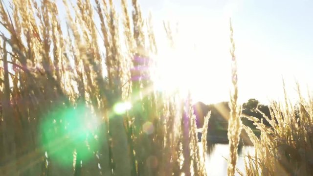 Sun Burst Behind tall gass next to lake