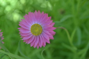 Fototapeta premium pink flower on green background