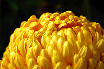 Close Up of Bright Yellow Chrysanthemum