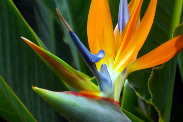 Close Up of Bird of Paradise Flower