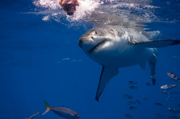 Great Whit Shark