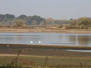 Para łabędzi pływa w jeziorze.