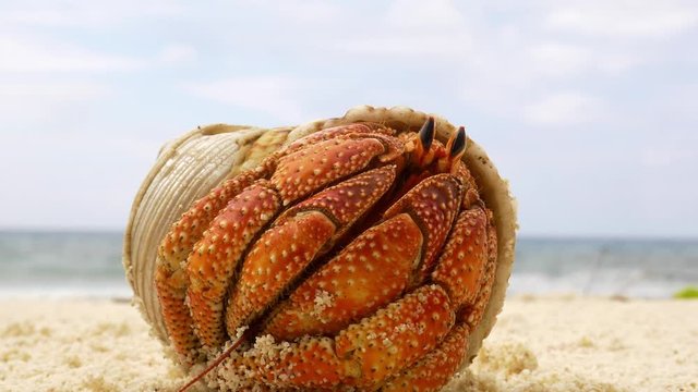 Large Orange Hermit Crab comes out of his shell and walks away on an idyllic calm sandy beach in the Seychelles