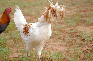 Crazy hairdo of a Polish crested Rooster.