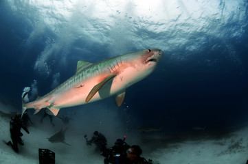 Fototapeta premium Tiger Shark