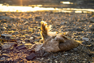 Dead bird on the beach is close