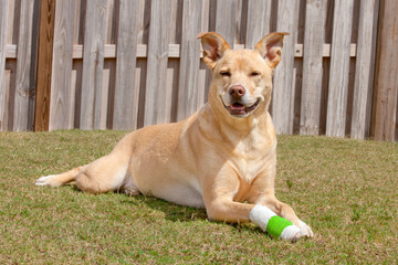 Dog recovering with injured paw