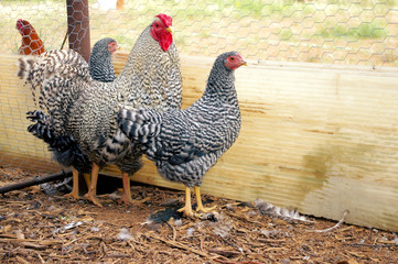 Hertiage Pure Bred Show Dominique Rooster and Hen