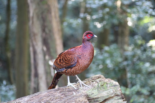 Copper Pheasant (Syrmaticus soemmerringii  ijimae) male in South Kyushu, Japan