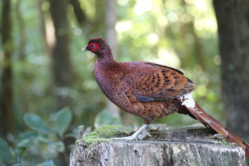 Copper Pheasant (Syrmaticus soemmerringii  ijimae) male in South Kyushu, Japan