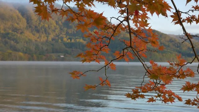 Fall Leaves at Lake toya
