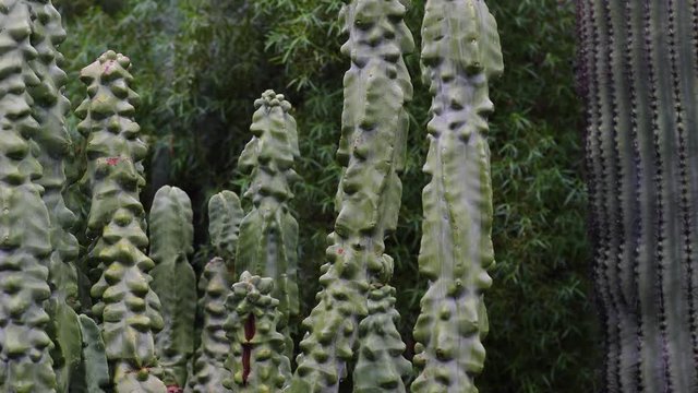 Totem Cactus and Saguaro cactus in the rain. Rainfall in foreground with cactus in focus.