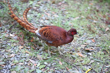 Copper Pheasant (Syrmaticus soemmerringii  ijimae) male in South Kyushu, Japan