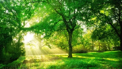  Green forest landscape background at sunrise. © Summit Art Creations