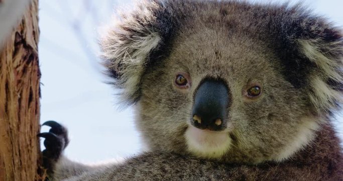 Close-up of cute koala clinging to Eucalyptus tree looking straight at camera - 4K 30P.  Filmed in the wild.