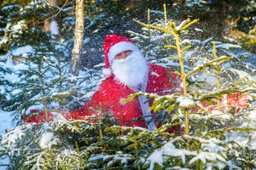Santa Claus jump from snowy trees. Funny Santa peeks out of the winter forest with spray of snow.