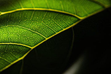 Fiddle Leaf Detail