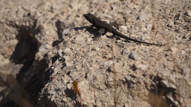 Autotomie Bilder Durchsuchen 696 Archivfotos, und