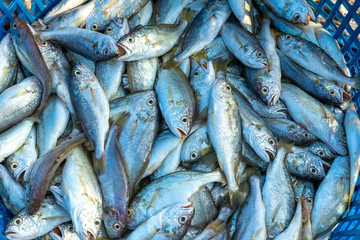 Fresh white croaker after catching fish in the market. This fish species live in the waters of the central and south east of Vietnam