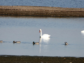 Łabędz i kaczki razm pływają w jeziorze. © Jerzy