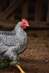 black and white rooster chicken close up portrait