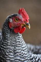black and white rooster chicken close up portrait