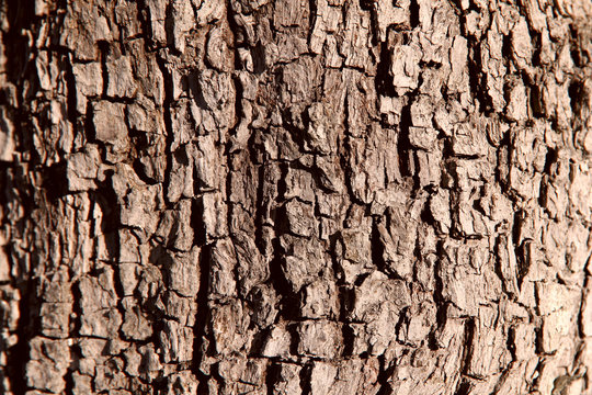 Image of tree bark. Brown color, close-up, isolated, cropped shot. Background and texture.