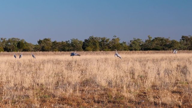 Dancing brolgas in Australia, outback