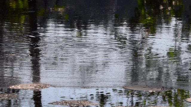 Common roaches eating small insects from the surface of a forest pond.