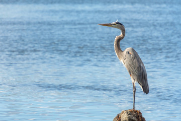 A Great Blue Heron (Ardea herodias) stands on a rock near a Florida river.