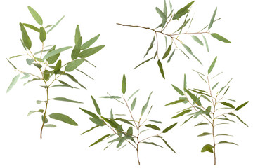 Fototapeta premium eucalyptus isolated on white background with clipping path