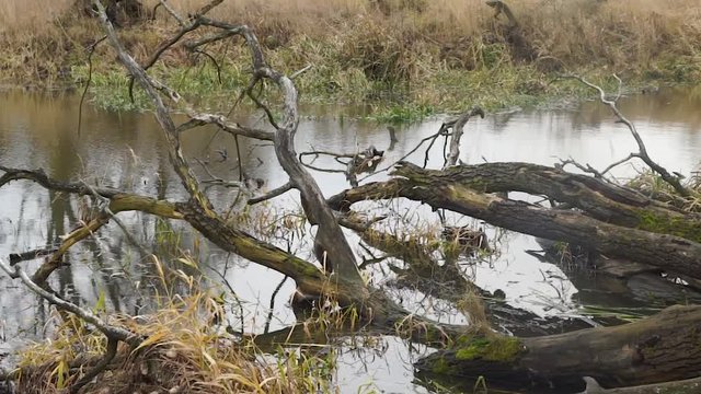 Boughs of a broken tree ib the river