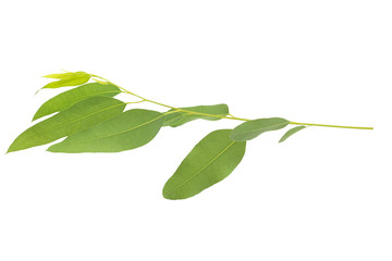 eucalyptus isolated on gray background with clipping path