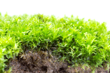 Green moss isolated on white background close up..