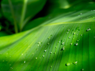 Banana leaf background