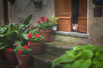 Tuscany spring, Pienza italian medieval village. Siena, Italy. Funny cat looking from the door to the street