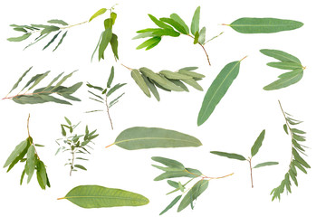 eucalyptus isolated on white background with clipping path © bumbumbo