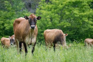 Jersey cow standing in grassy pasture in summer