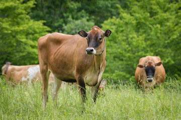 Naklejka na ściany i meble Jersey cow standing in grassy pasture in summer