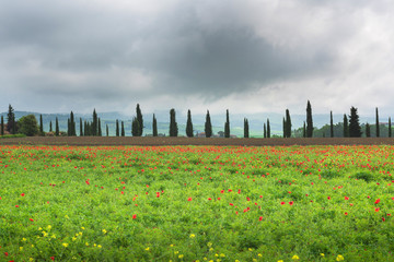 Fototapeta premium Pole kwitnienia czerwonych maków i cyprysów, Włochy, Toskania