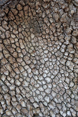 Tree Bark Texture
