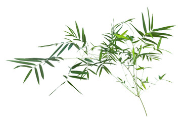 bamboo isolated on gray background with clipping path