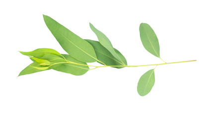 eucalyptus isolated on gray background with clipping path