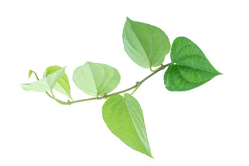 Naklejka na ściany i meble Green betel leaf isolated on the gray background with clipping path.