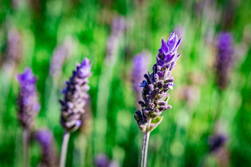 Flowers plantation growing in a farm.