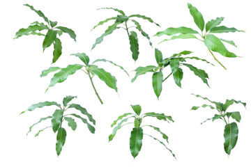 leaves  mango on white background, clipping path